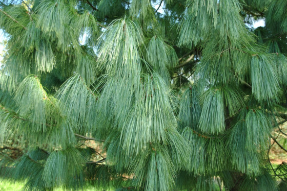 Сосна гималайская, или Сосна Валлиха (лат. Pinus wallichiana), семена