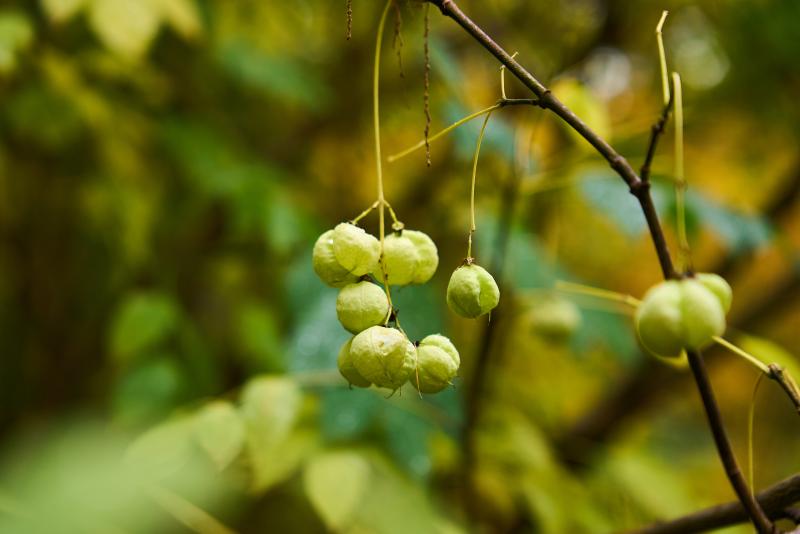 Клекачка – красивая, редкая, вкусная