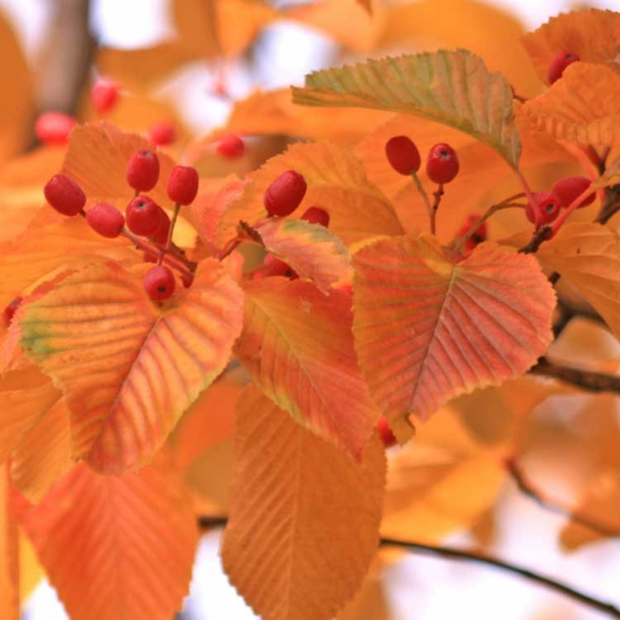 Рябина ольхолистная (лат. Sorbus alnifolia), семена