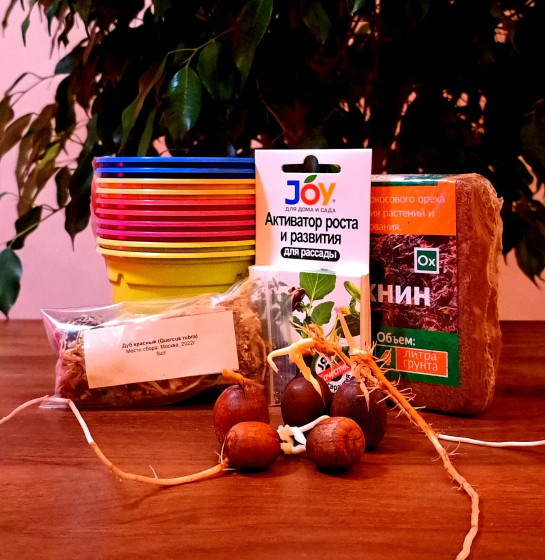 Подарочный набор "Посади дерево" - Дуб красный