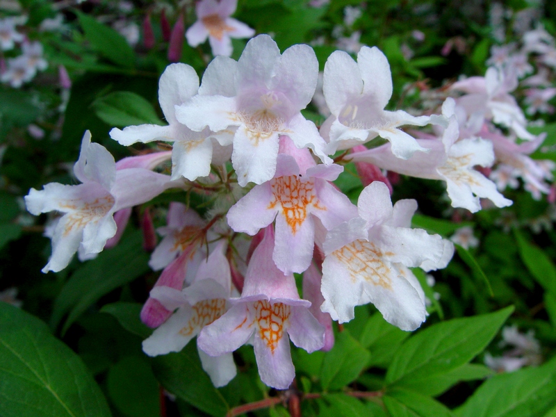 Кольквиция прелестная (лат. Kolkwitzia amabilis), семена