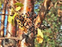 Черемуха Маака (лат. Prunus maackii), семена