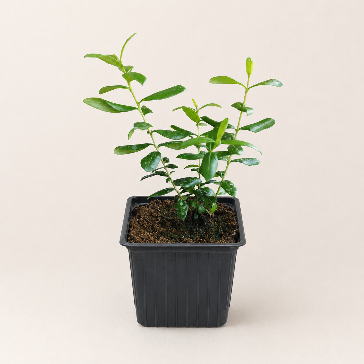Мирт обыкновенный Белоплодный (Myrtus communis var. leucocarpa), сеянец, 1 шт