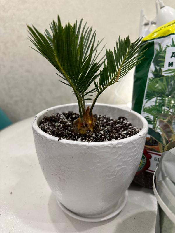 Стоит ли выращивать саговник из семян?