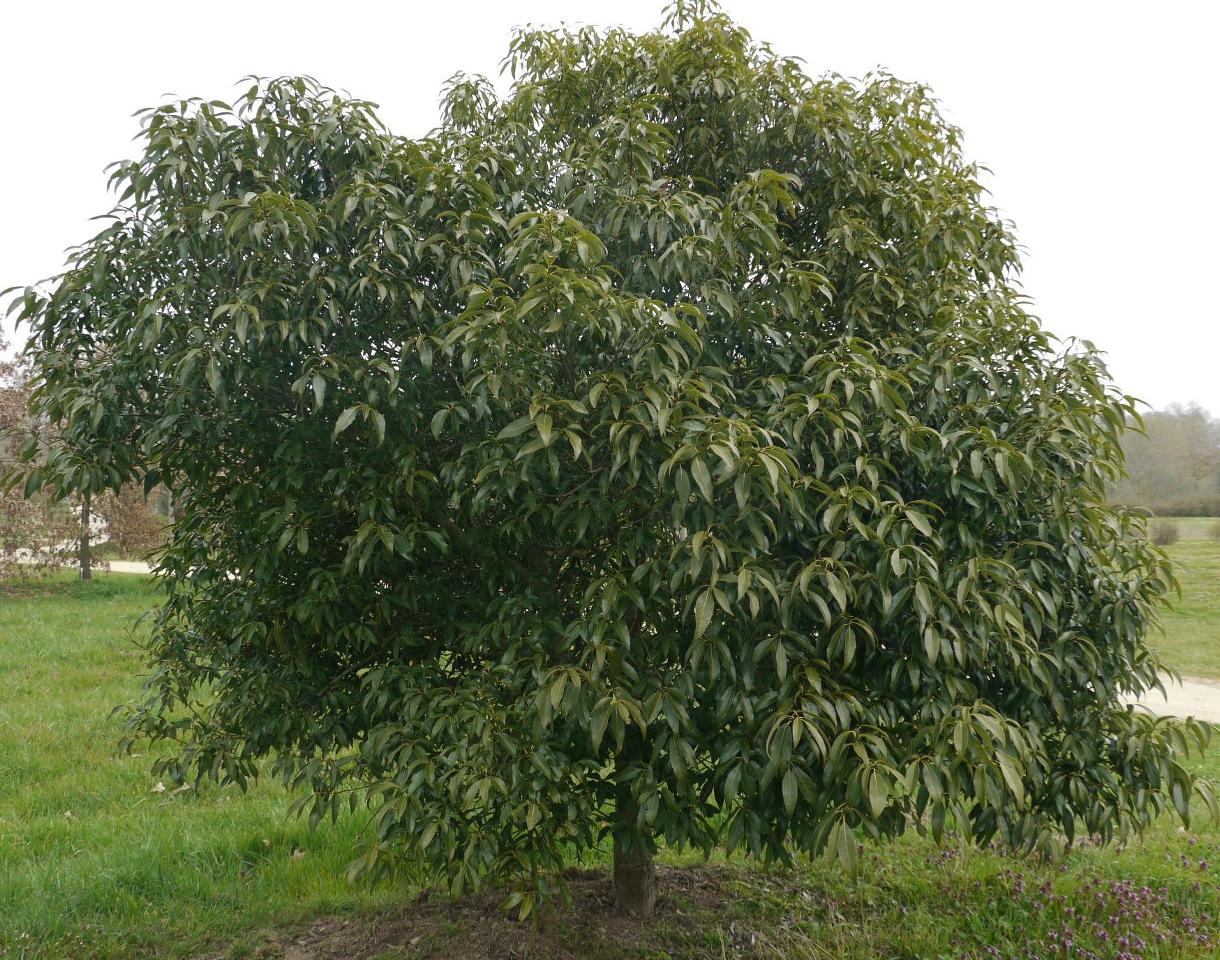 Дуб мирзинолистный (Quercus myrsinifolia) 10 шт, семена