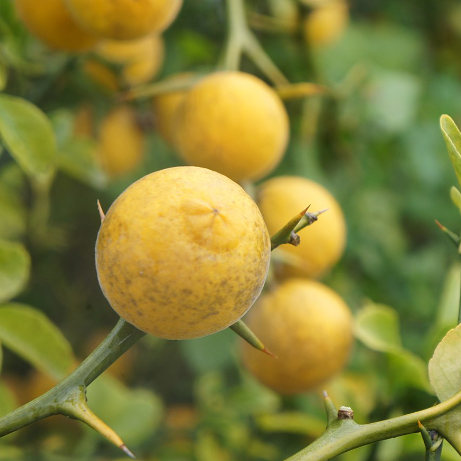 Понцирус Трифолиата, или Колючий лимон (лат. Poncirus trifoliata), семена