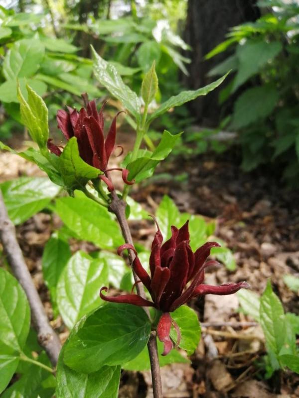 Экзоты в саду. Путь коллекционера