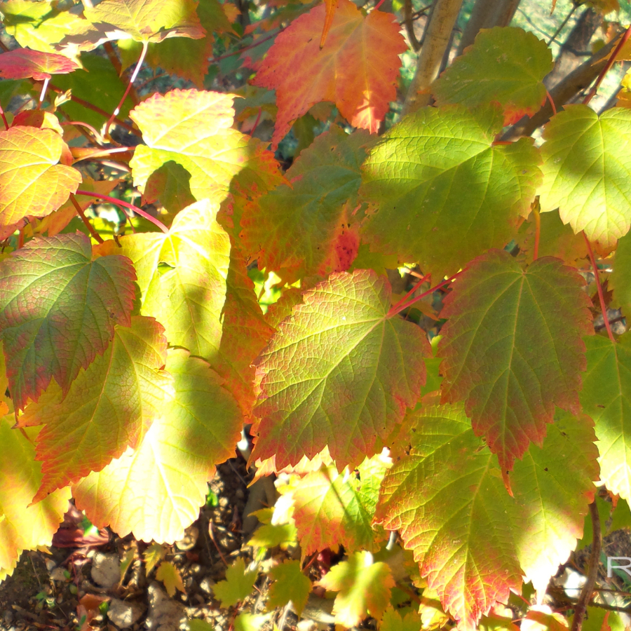 Клен колосистый (лат. Acer spicatum), семена