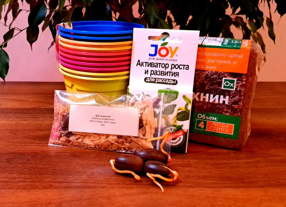 Подарочный набор "Посади дерево" - Дуб пушистый