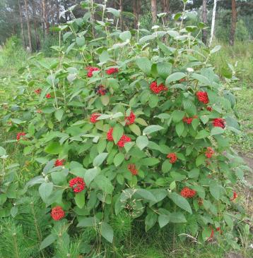 Калина Гордовина (лат. Viburnum lantana), семена