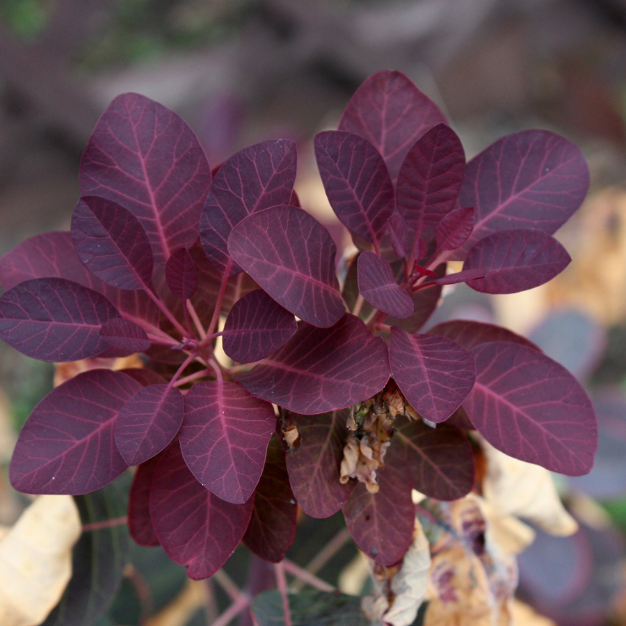 Скумпия кожевенная (лат. Cotinus coggygria), семена 
