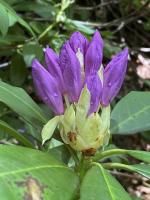 Рододендрон понтийский (лат. Rhododеndron pоnticum), семена 0,2 грамма