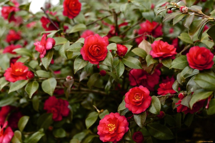 Время сеять камелии