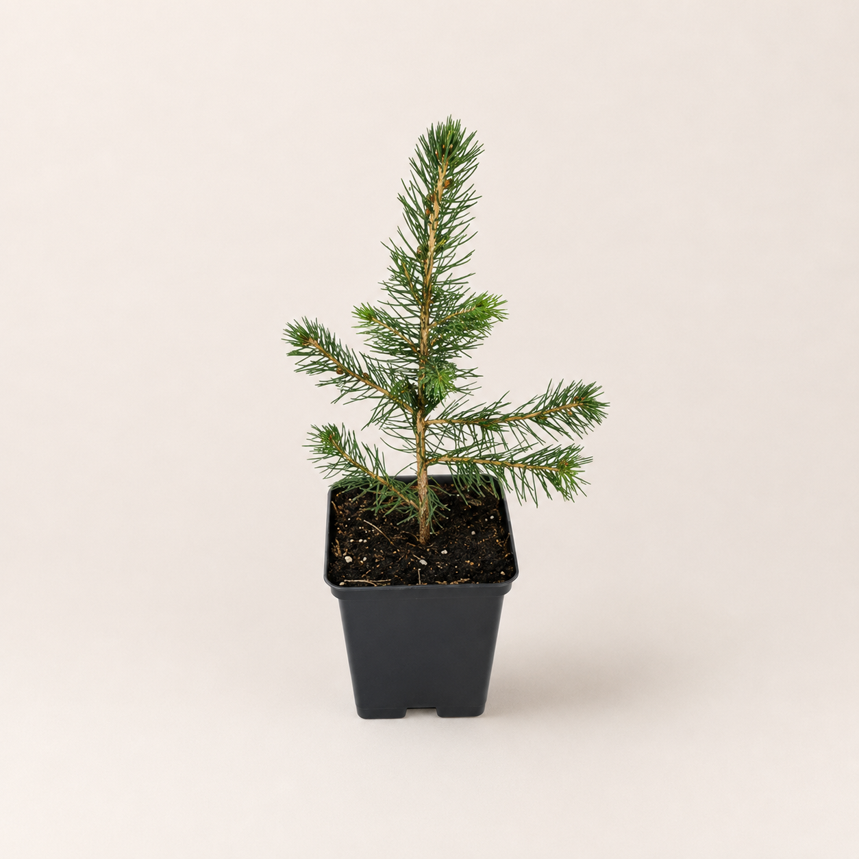 Ель колючая, или Ель голубая (лат. Picea pungens), саженец, 1 шт