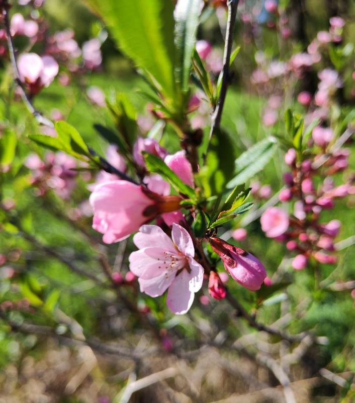 Весенние новости с тестового участка Жёлуди