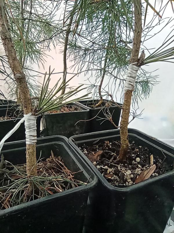 Прививка хвойных - в чем секрет успеха?