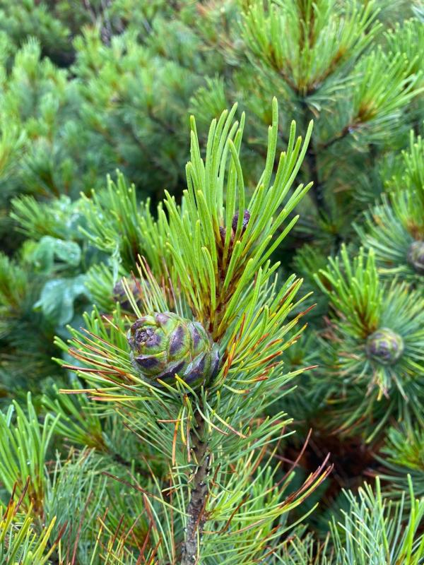 Роскошные хвойные для холодного климата