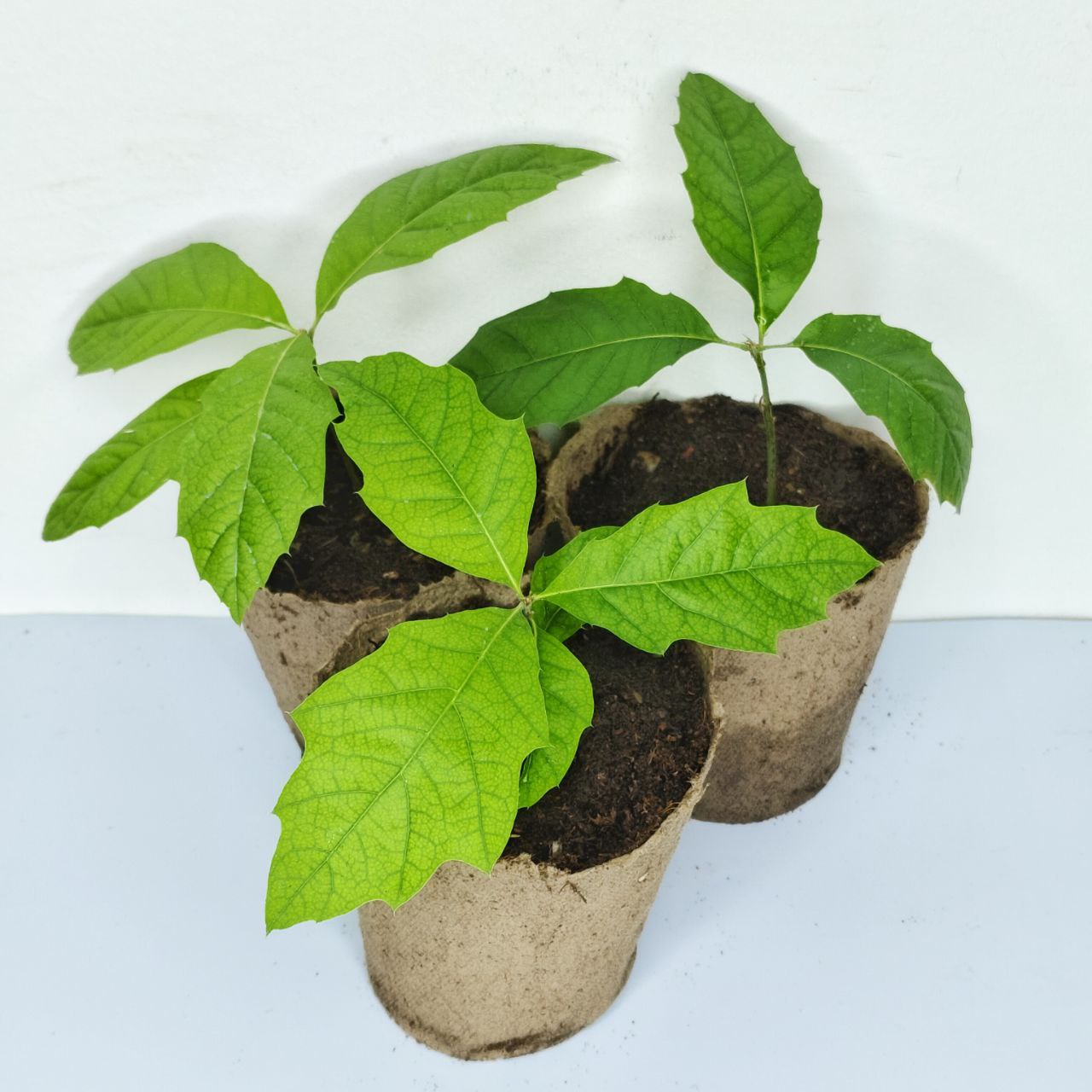 Дуб бархатистый (лат. Quercus velutina), саженцы, 3 шт