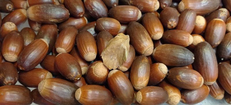 26 дней из жизни сеянца пробкового дуба