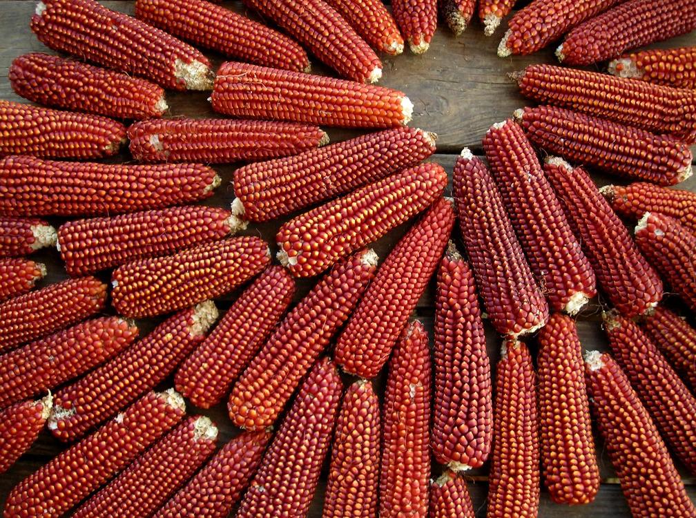 Кукуруза красная сладкая  (лат. Zea mays saccharata), 10 штук семена 