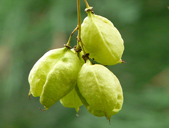 Клекачка колхидская, или Джонджоли Арго (лат. Staphylea colchica "Арго"), семена
