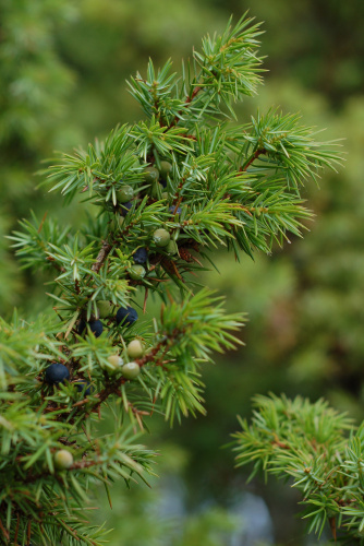 Juniperus_communis_Finland_2006
