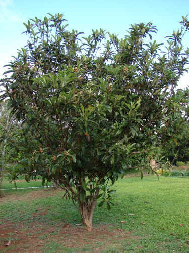 Мушмула японская (лат. Eriobotrya japonica), семена