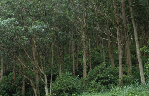 Эвкалипт Робуста, или Болотное красное дерево (лат. Eucalyptus robusta), семена