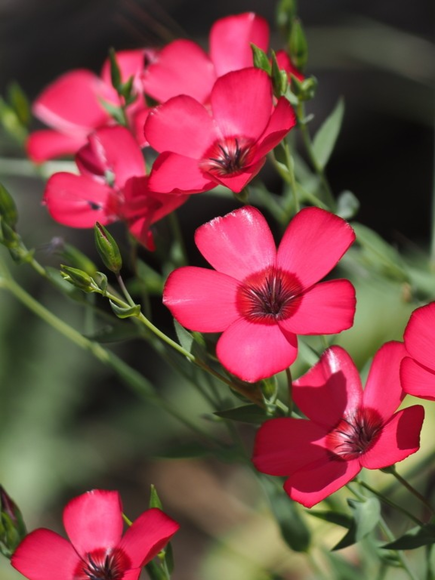 Лен крупноцветковый красный (лат. Linum grandiflorum), семена 100 шт