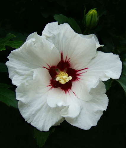 Гибискус сирийский (лат. Hibiscus syriacus) микс цветов, семена