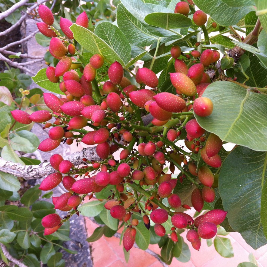 Фисташка настоящая иранская Фандоги (лат. Pistacia vera)