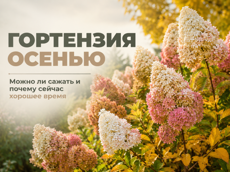 Гортензия осенью: можно ли сажать и почему конец лета — хорошее время?