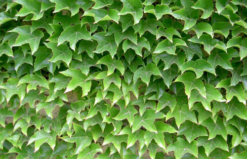 Виноград девичий триостренный (лат. Parthenocissus tricuspidata), семена
