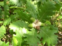 Дуб пушистый (лат. Quercus pubescens) 10 шт, семена 