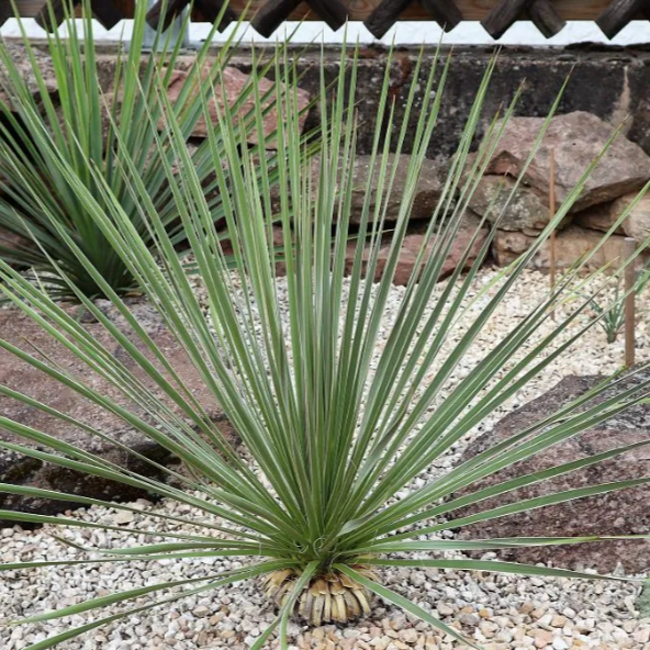Юкка гибридная (лат. Yucca glauca x gloriosa), семена 0,2 грамма