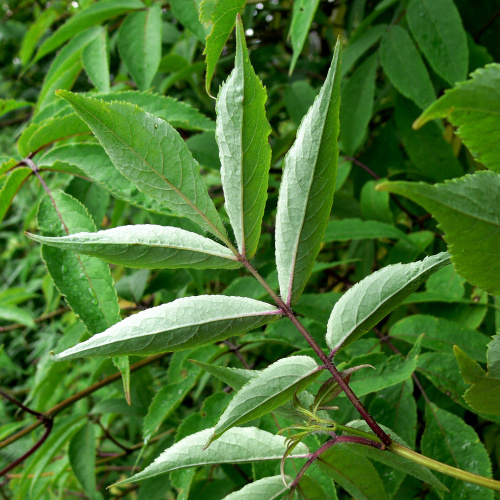 Бузина сибирская (лат. Sambucus sibirica), семена