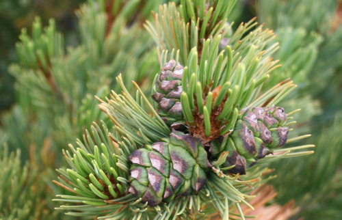 Кедровый стланик (лат. Pinus pumila), семена