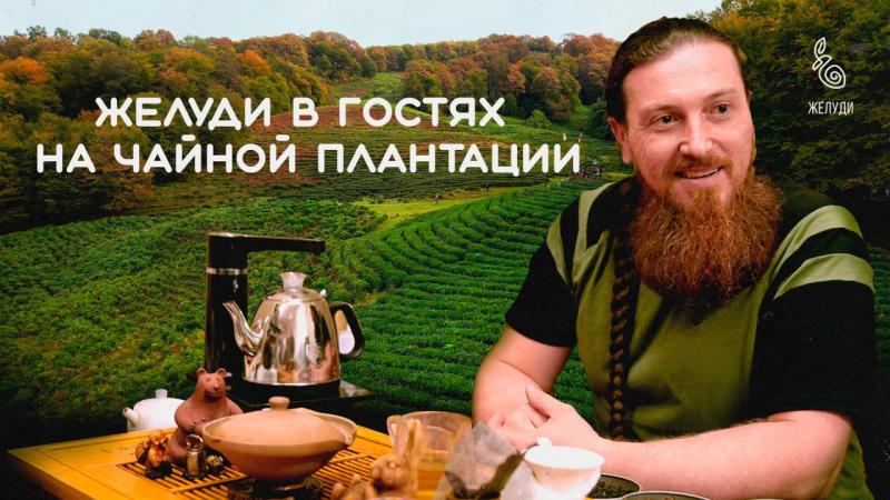 2 серия фильма «Субтропическая осень. Путешествие в Сочинское Причерноморье» - "Жёлуди в гостях на чайной плантации"