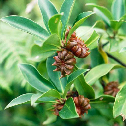 Анис звездчатый, Бадьян настоящий (лат. Illicium verum), семена
