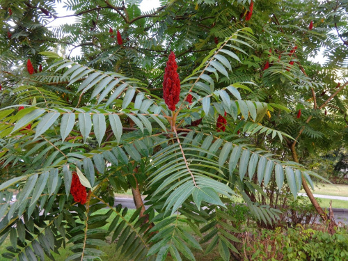 Сумах оленерогий, или Сумах пушистый, Уксусное дерево (лат. Rhus typhina), семена