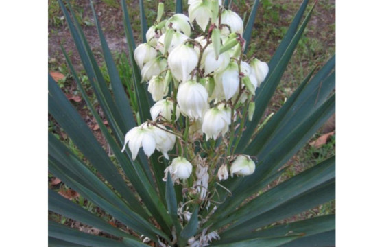 Подарочный набор "Посади дерево" - Юкка повислая