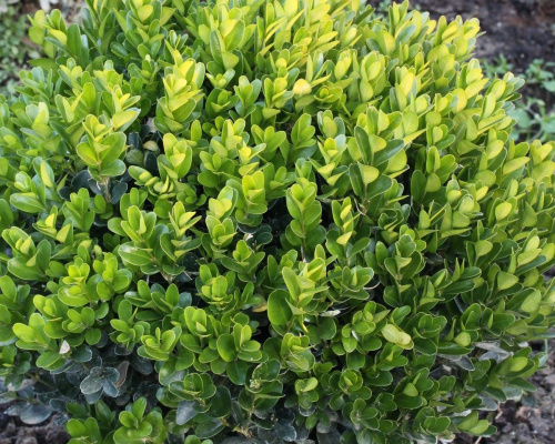 Самшит вечнозеленый (лат. Buxus sempervirens), семена 