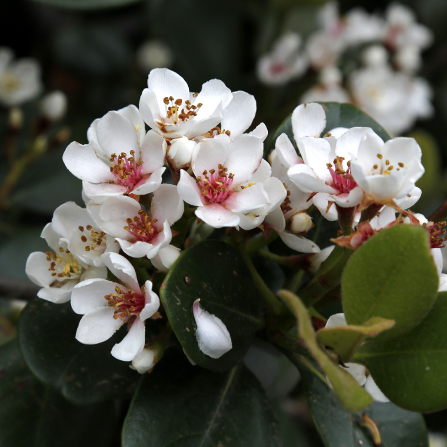 Иглочешуйник зонтичный или Рафиолепис зонтичный (лат. Rhaphiolepis umbellata), семена