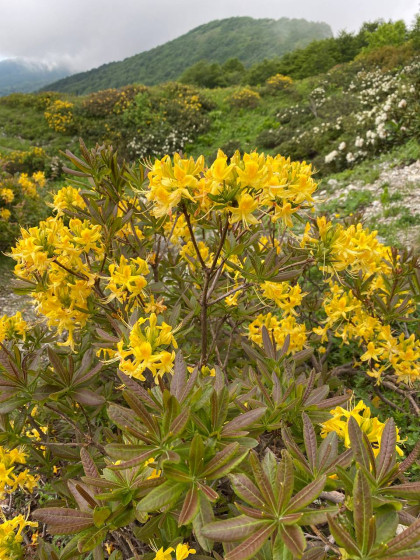 Коллекция Рододендронов, 6 видов