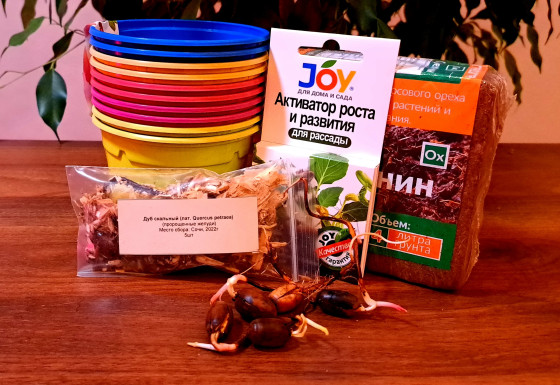 Подарочный набор "Посади дерево" - Дуб скальный