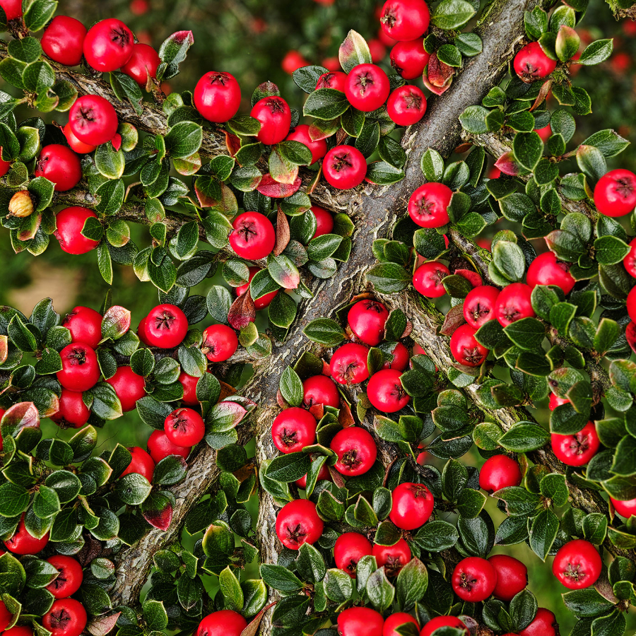 Кизильник горизонтальный (лат. Cotoneaster horizontalis), семена 