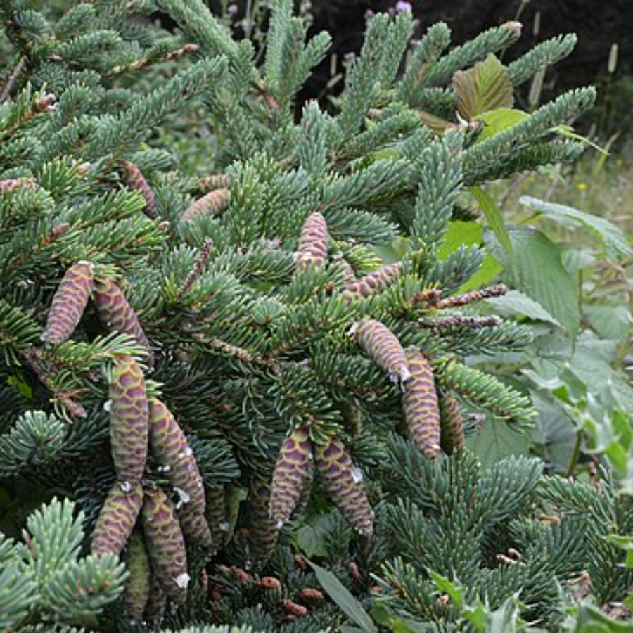 Ель канадская сизая (лат. Picea canadensis), семена 0,2 грамма