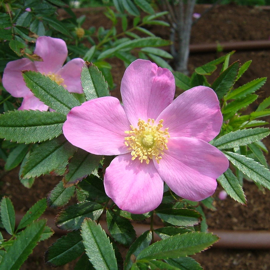 Роза блестящая (лат. Rosa nitida), семена 