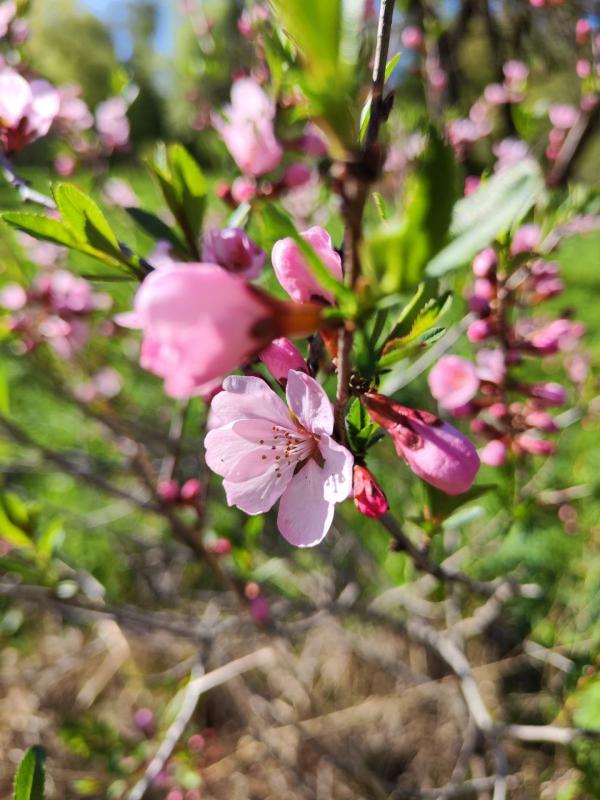 Миндаль низкий. Розовое облако в весеннем саду