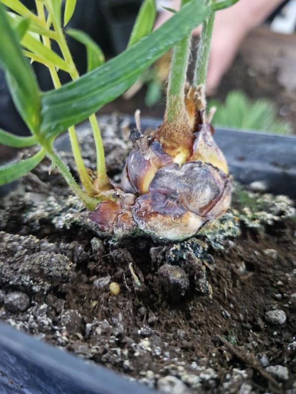 Сеянцы саговника в питомнике в первый год после посева